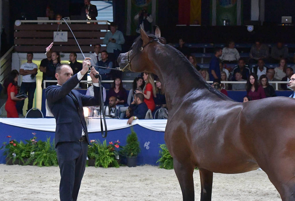 Colt 3 Years: Jawaher Ghazy