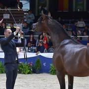 Colt 3 Years: Jawaher Ghazy