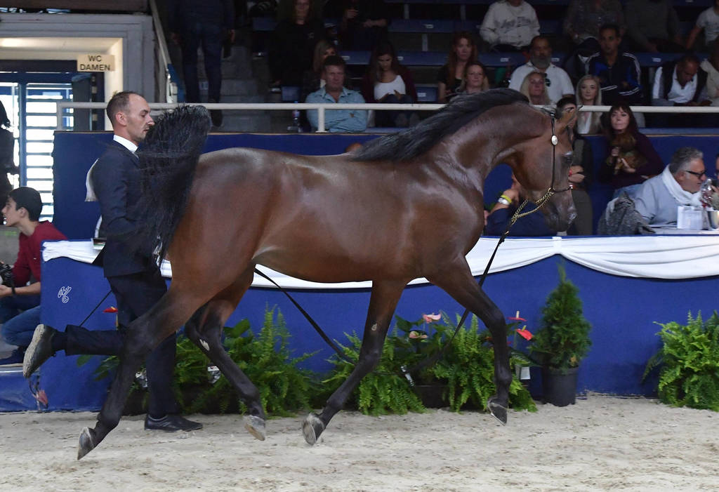 Colt 3 Years: Jawaher Ghazy