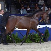 Colt 3 Years: Jawaher Ghazy