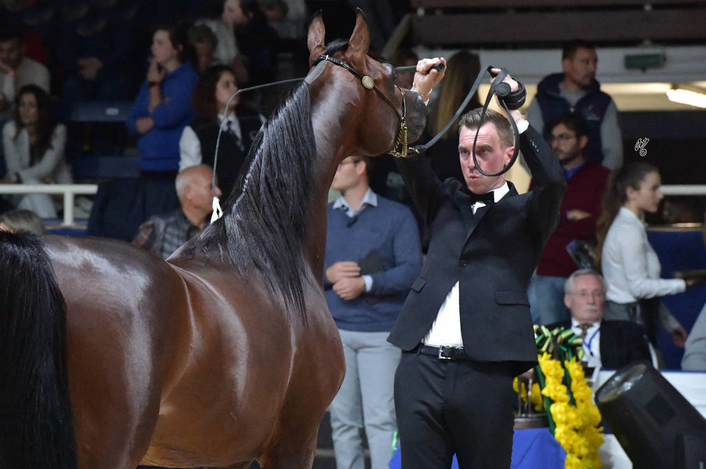 Colt 2 Years: Yas BHM