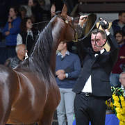 Colt 2 Years: Yas BHM