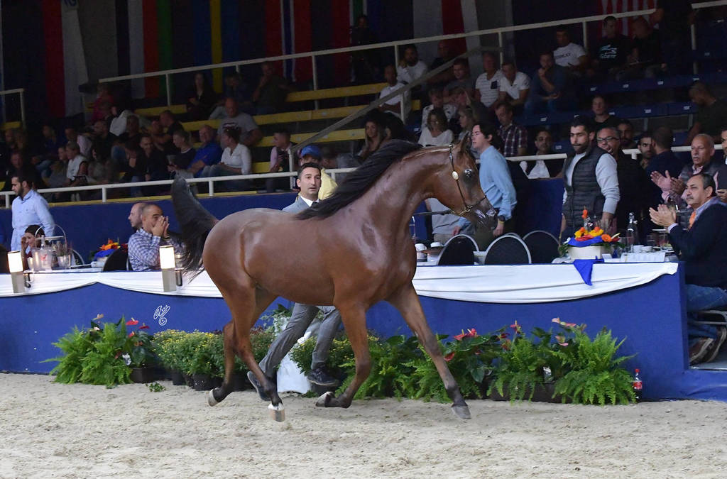 Colt 2 Years: D Kaheel