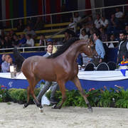 Colt 2 Years: D Kaheel