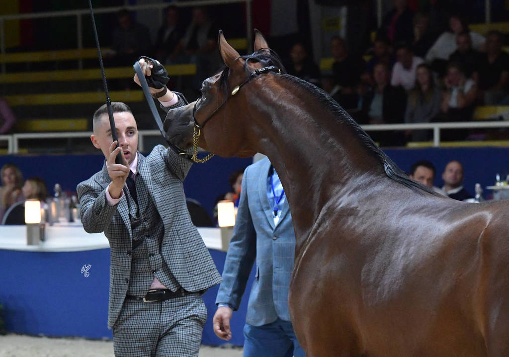 Yearling Colt: Dinar Al Muawd