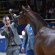 Yearling Colt: Dinar Al Muawd