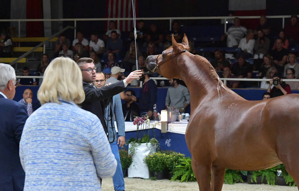Yearling Colt: Erantis