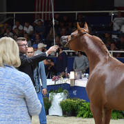 Yearling Colt: Erantis