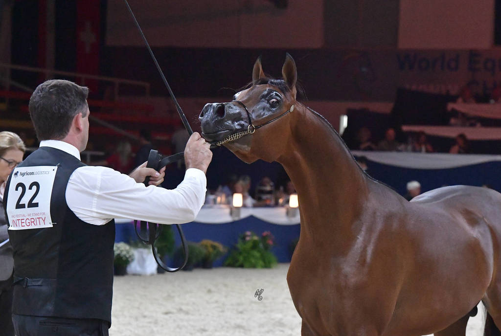 Yearling Colt: Michelangelo Regalis