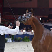 Yearling Colt: Michelangelo Regalis