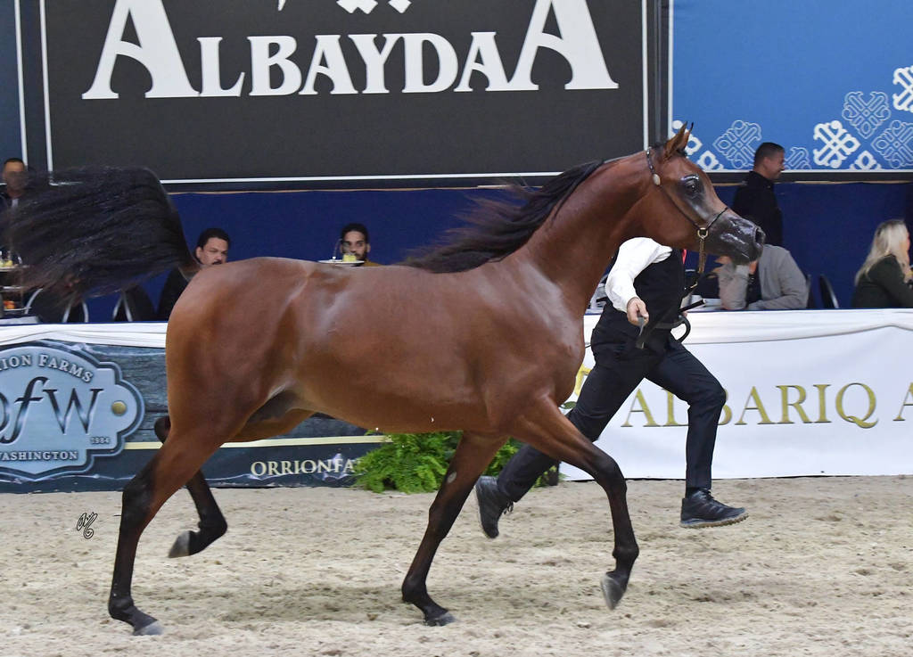 Yearling Colt: Michelangelo Regalis
