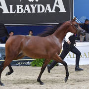 Yearling Colt: Michelangelo Regalis