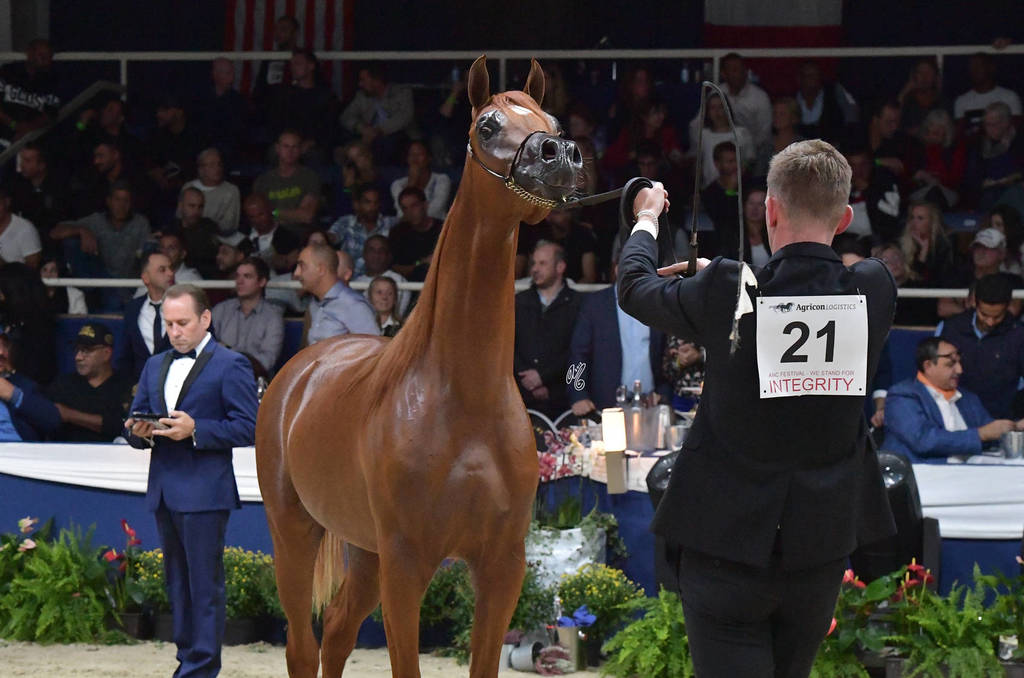 Yearling Colt: D Asali