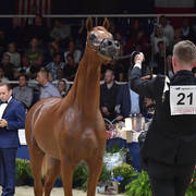 Yearling Colt: D Asali