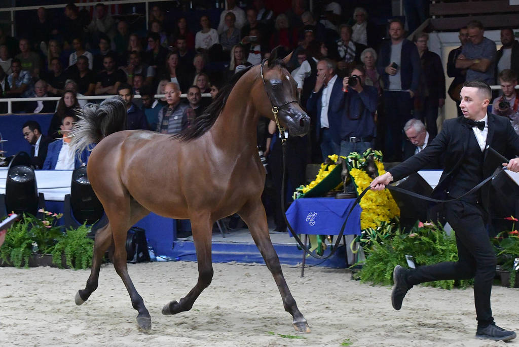 Yearling Colt: Duke Santonio ME