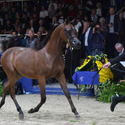 Yearling Colt: Duke Santonio ME