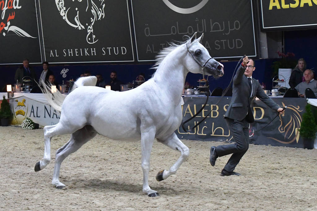 Geldings 4 Years Plus: Jhulyuss Ibn Eternity-D