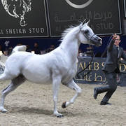 Geldings 4 Years Plus: Jhulyuss Ibn Eternity-D