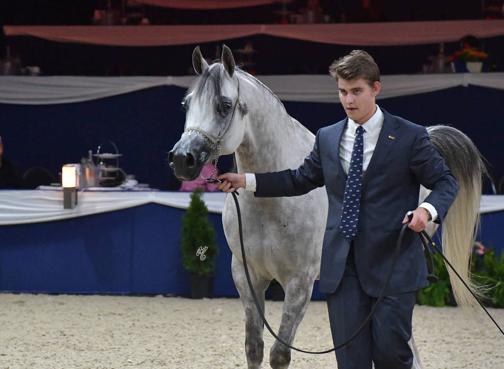 Geldings 4 Years Plus: Emirzo