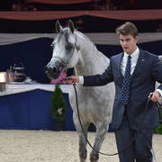 Geldings 4 Years Plus: Emirzo