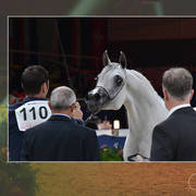 Lisa Abraham: The 2018 All Nations Cup Festival Photo Gallery