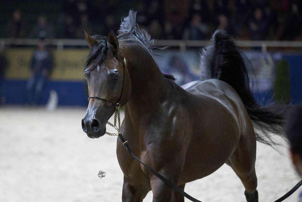 Senior Stallion Silver Champion: Equator (QR Marc X Ekliptyka) ~photo by Ashlyn Coleal
