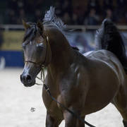 Senior Stallion Silver Champion: Equator (QR Marc X Ekliptyka) ~photo by Ashlyn Coleal