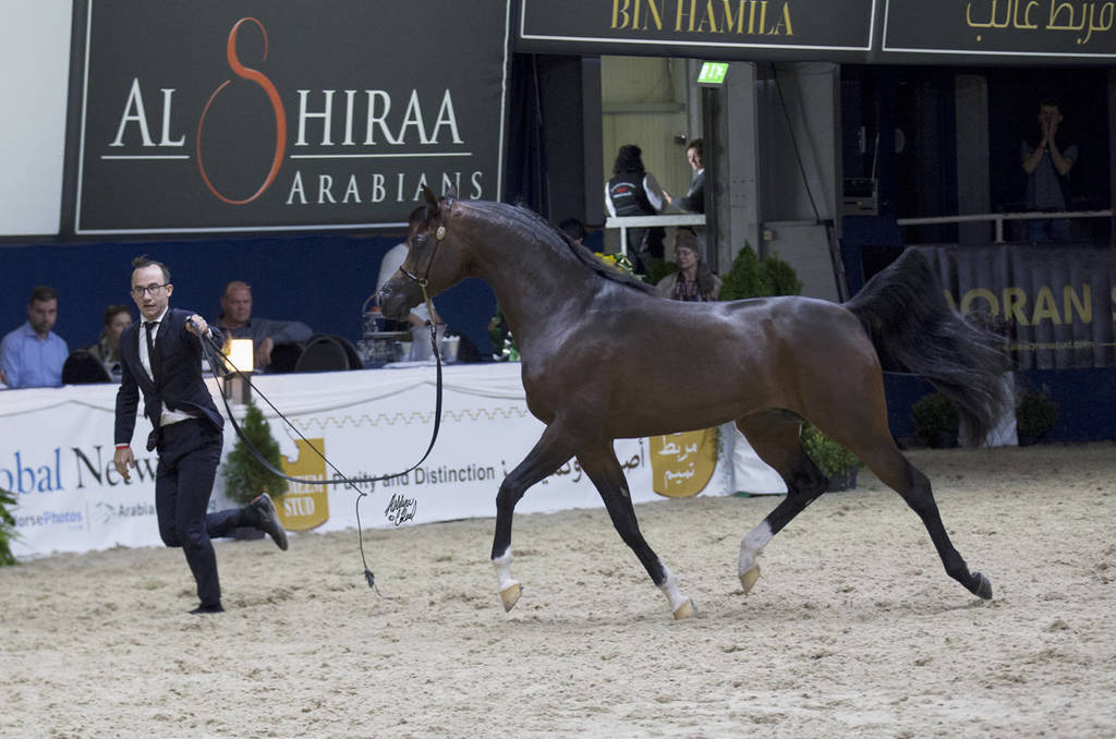 Senior Stallion Silver Champion: Equator (QR Marc X Ekliptyka) ~photo by Ashlyn Coleal