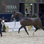 Senior Stallion Silver Champion: Equator (QR Marc X Ekliptyka) ~photo by Ashlyn Coleal