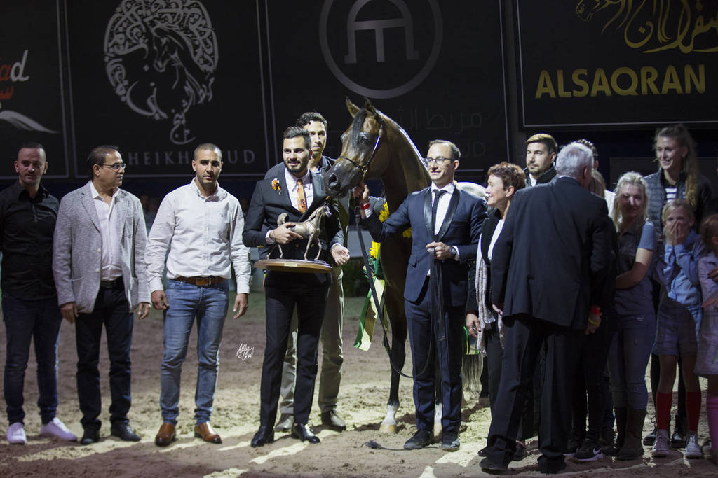 Senior Stallion Silver Champion: Equator (QR Marc X Ekliptyka) ~photo by Ashlyn Coleal