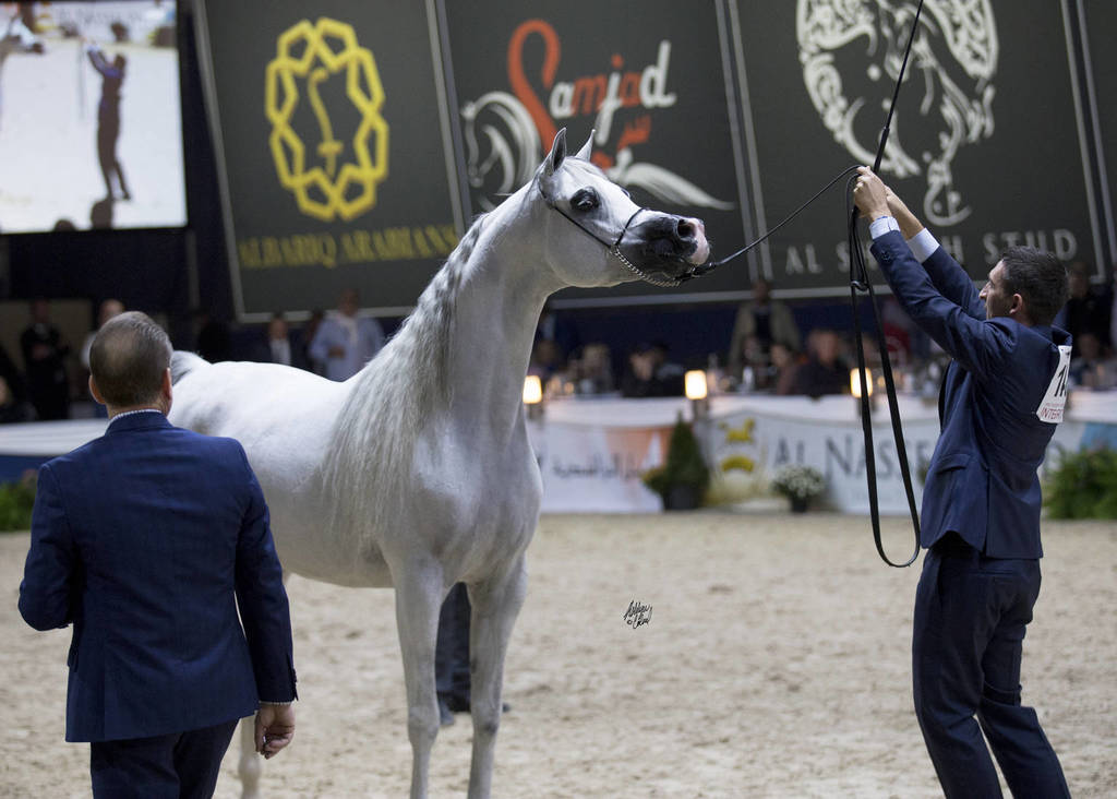 Senior Stallion Gold Champion: E.S. Harir ( AJ Dinar X TF Magnums Magic) ~photo by Ashlyn Coleal