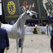Senior Stallion Gold Champion: E.S. Harir ( AJ Dinar X TF Magnums Magic) ~photo by Ashlyn Coleal