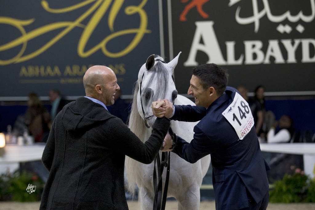 Senior Stallion Gold Champion: E.S. Harir ( AJ Dinar X TF Magnums Magic) ~photo by Ashlyn Coleal