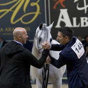 Senior Stallion Gold Champion: E.S. Harir ( AJ Dinar X TF Magnums Magic) ~photo by Ashlyn Coleal