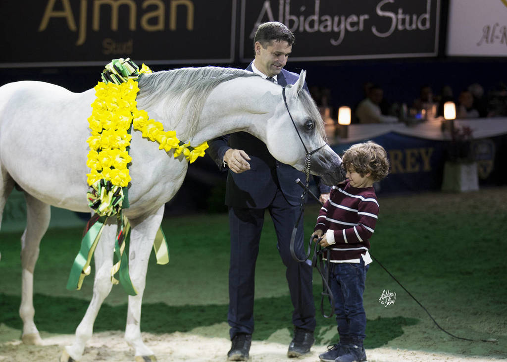 Junior Colt Gold Champion: AJ Kafu (Shanghai EA X AJ Kahayla) ~photo by Ashlyn Coleal