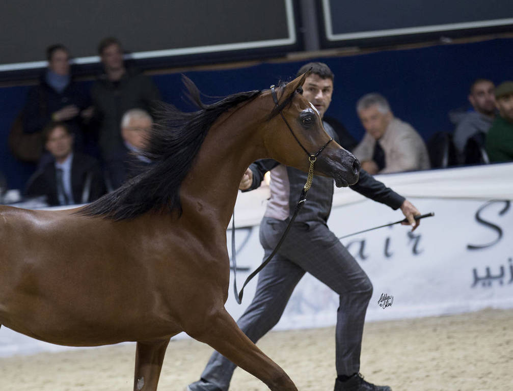 Yearling Gold Champion: AJ Samara (AJ Marden X Sama AM) ~photo by Ashlyn Coleal
