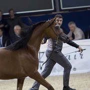 Yearling Gold Champion: AJ Samara (AJ Marden X Sama AM) ~photo by Ashlyn Coleal