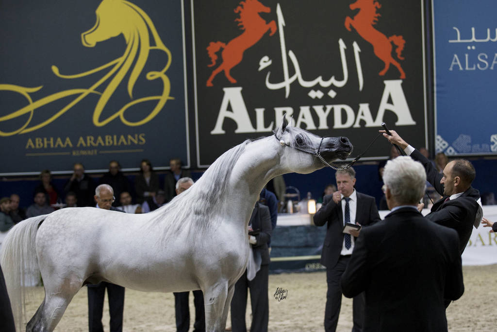 Senior Stallion Bronze Champion: E.S. Sarab (Marajj X Mahjesty) ~photo by Ashlyn Coleal