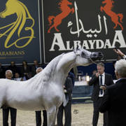 Senior Stallion Bronze Champion: E.S. Sarab (Marajj X Mahjesty) ~photo by Ashlyn Coleal