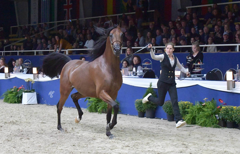 Gelding Bronze Champion: Eromanov T (Marhaabah X Rigona D)