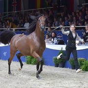 Gelding Bronze Champion: Eromanov T (Marhaabah X Rigona D)