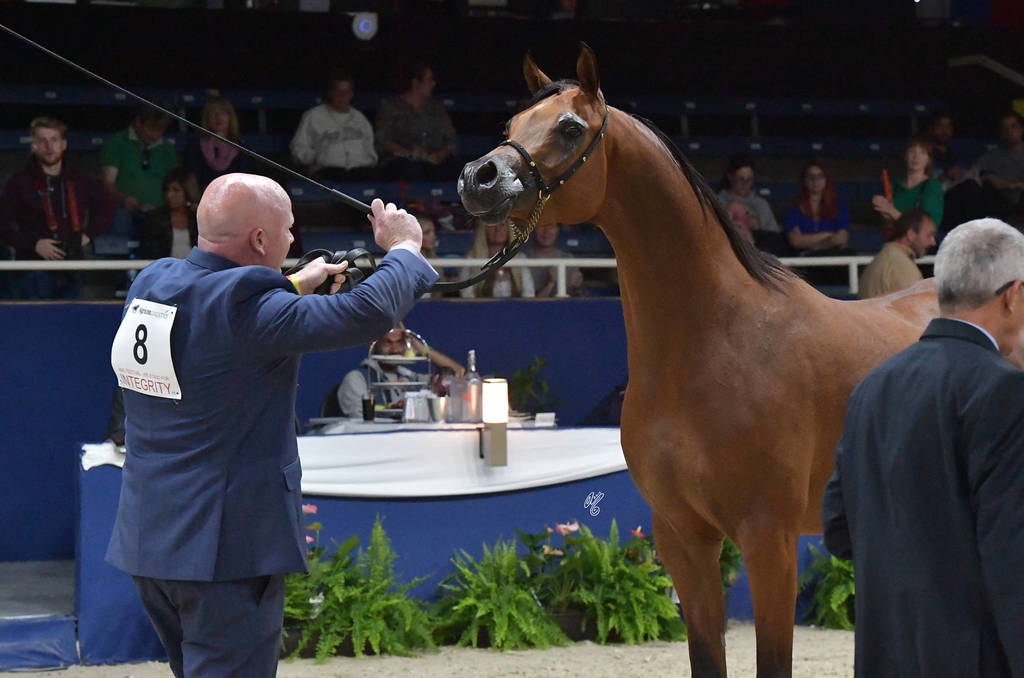 Gelding Silver Champion: AJA Alisandro (EKS Alihandro X AJA Catarina)  