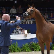 Gelding Silver Champion: AJA Alisandro (EKS Alihandro X AJA Catarina)  