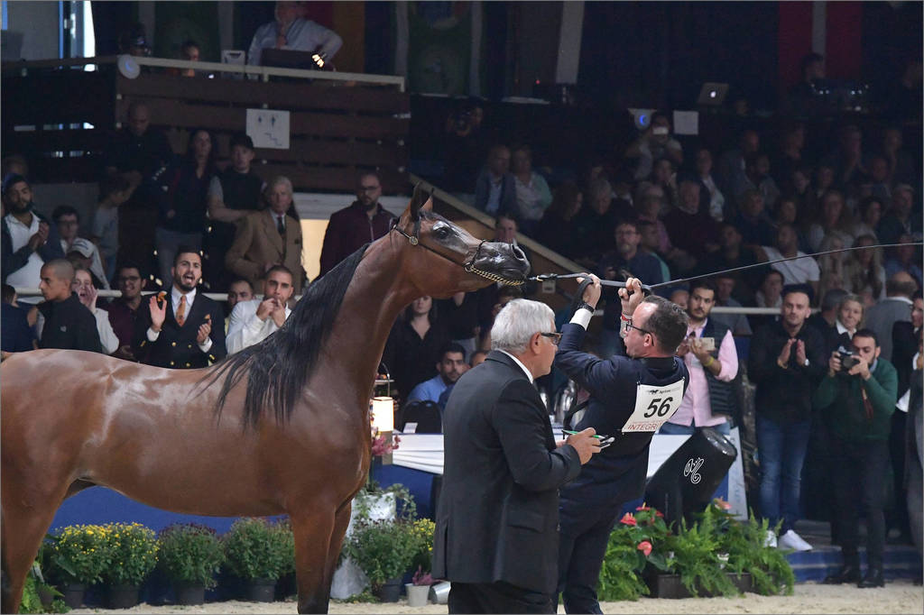 Junior Mare Bronze Champion: Seranza (Kanz Albidayer X Evening Serenade)