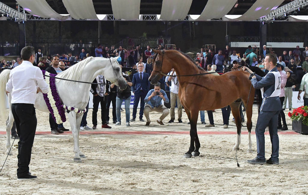 Senior Straight Egyptian Champion Stallions: Ghazal Al Yasser and Haytham Albadeia 