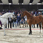 Senior Straight Egyptian Champion Stallions: Ghazal Al Yasser and Haytham Albadeia 