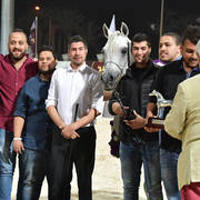 Senior Straight Egyptian Stallions Gold Champion: Ghazal Al Yasser (Ezz Ezzain X Venus Hedayah) 