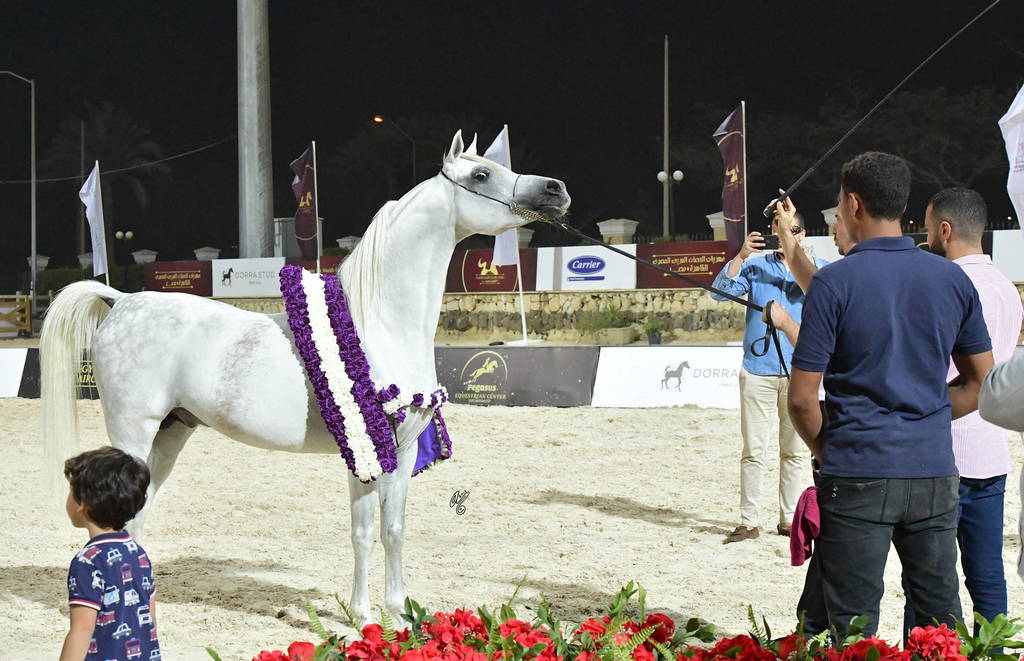 Senior Straight Egyptian Stallions Gold Champion: Ghazal Al Yasser (Ezz Ezzain X Venus Hedayah) 