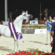 Senior Straight Egyptian Stallions Gold Champion: Ghazal Al Yasser (Ezz Ezzain X Venus Hedayah) 