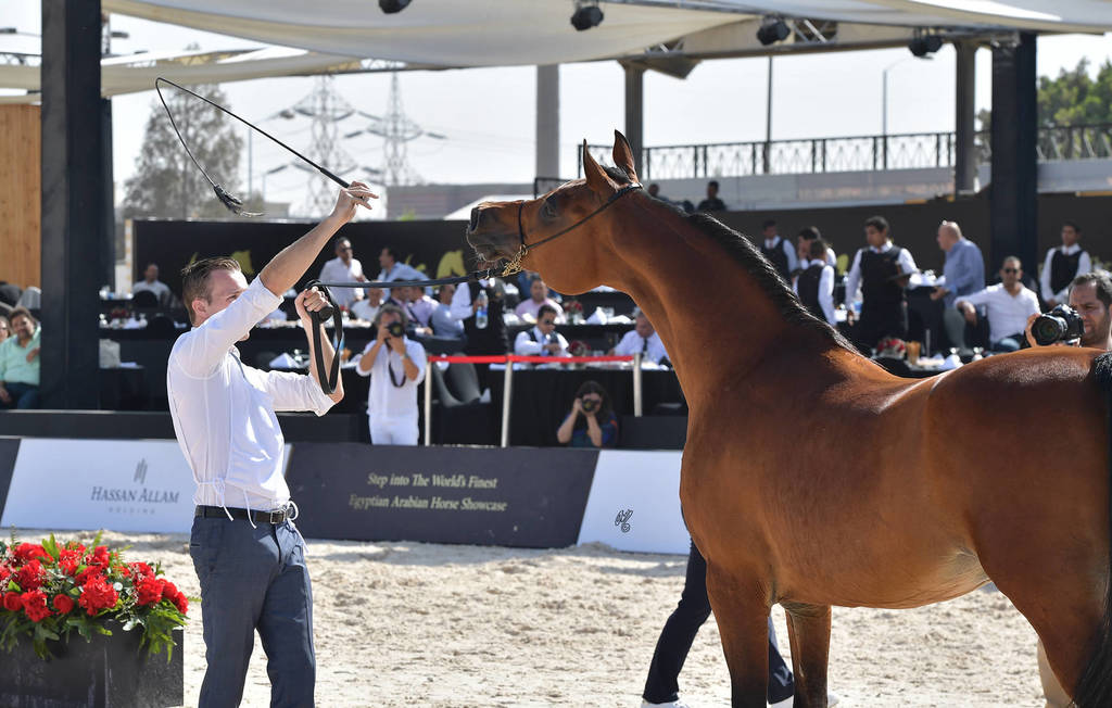 Senior Straight Egyptian Stallions Silver Champion: Imperial Baareq (Imperial Baarez X Imperial Karmah) 